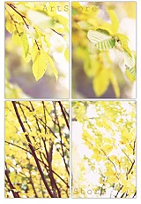  - Sada 4 fotografií - lístie - 895685