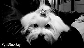 - Small Boy - 903855