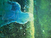  - Wax - 905214