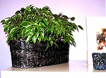- .kvetko 2. - 917442