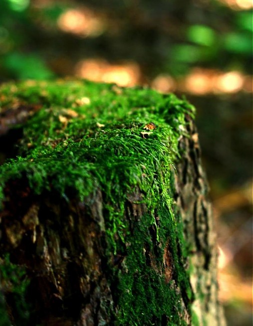  - Wood - 1043065