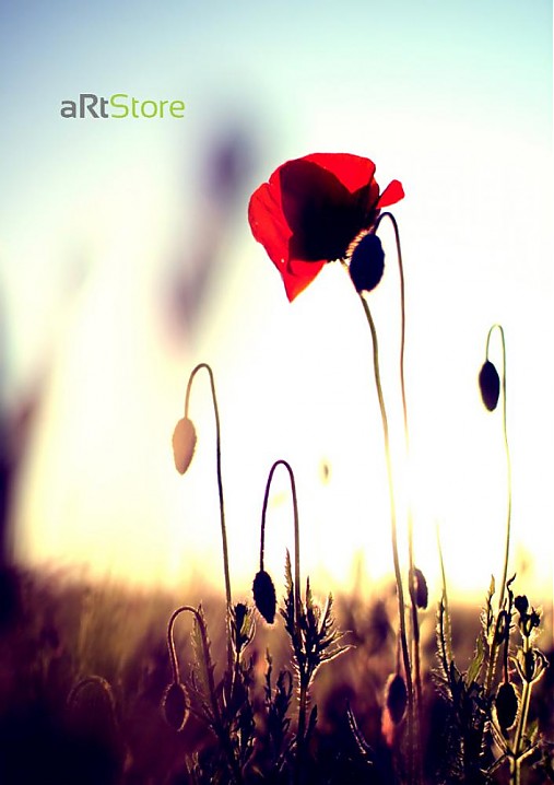  - Poppy - 394969