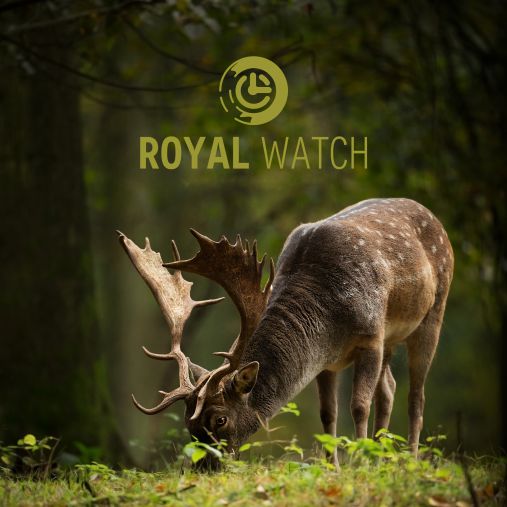 royalwatch