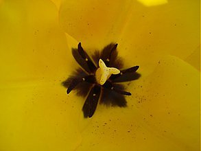 Fotografie - Žltý ako tulipán - to je pán! - 3790532_