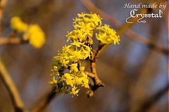 Fotografie - ..."Drieň v kvete" - 3803255_