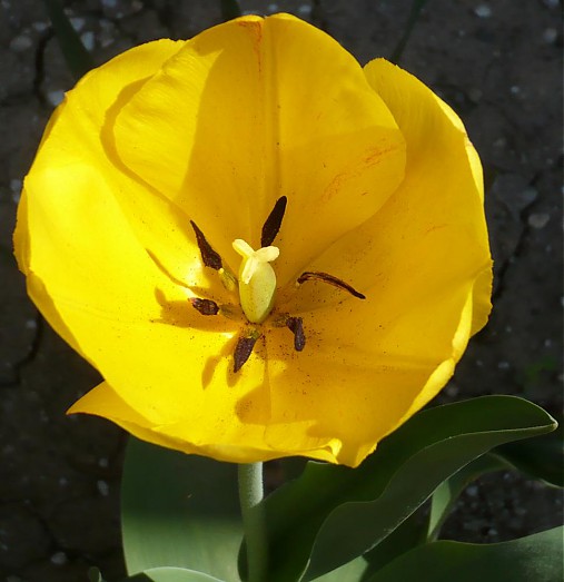 Fotografie - Žltý tulipán - 3834065_