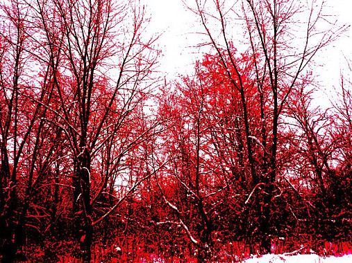 Červený les