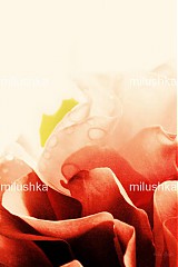 Fotografie - red rose abstract - 3839405_