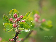 Fotografie - Apple blossom 2. - 3942351_