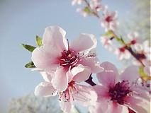 Fotografie - Spring Time  - 3945332_