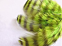 Suroviny - Pierka grizzly zelený neon - natural 4 ks - 4042535_