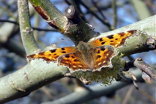 Fotografie - Motýľ - 4066802_