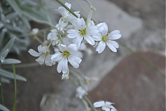 Fotografie - White flower - 4087635_