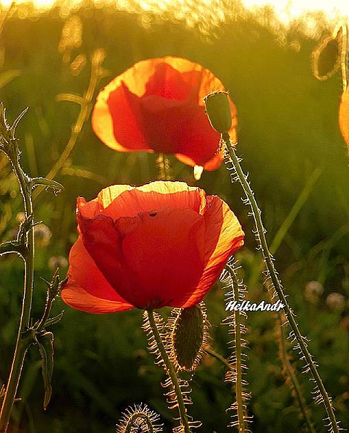 Fotografie - podvečerní slunce čaruje - 4152766_