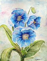 Obrazy - Modré himalájske maky (27 x 35) - 4321238_