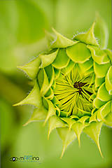 Fotografie - tiny sunflower beauty - 4634588_