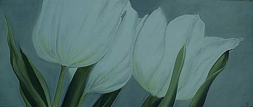 Obrazy - Biele tulipány - 4699212_