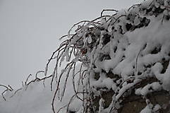 Fotografie - Snehový závoj - 4994122_
