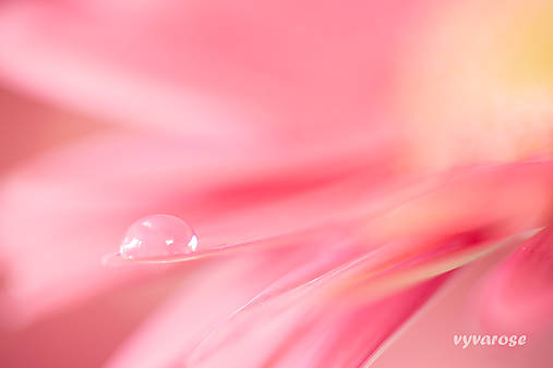 Fotografie - ...kvapka... - 4997645_