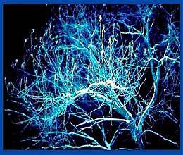 Grafika - Koruna modrého stromu - 5072811_