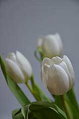 Fotografie - Biele tulipány - 5135787_