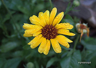 Fotografie - Darujem ti žltý kvet... - 5235759_