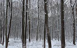Fotografie - Frozen forest - 5268228_