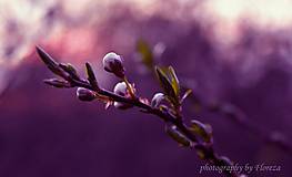 Fotografie - Spring in purple - 5268263_