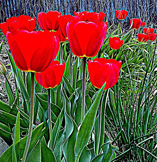 Fotografie - Jeho veličenstvo tulipán - 5367304_
