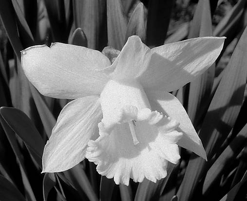 Fotografie - Biely narcis - 5436349_
