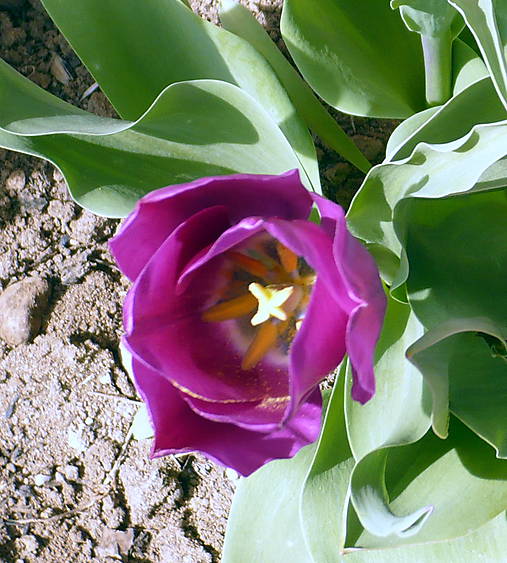 Sám pán tulipán