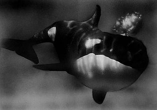 Obrazy - Killer whale (Kosatka) - 5548758_