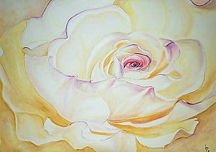 Obrazy - Rose flower - 5617057_