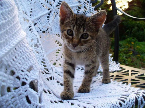 Úžitkový textil - Letozimná deka pre anjelika - 5672676_