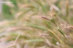 Fotografie - Klásky - 5781503_