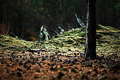 Fotografie - ráno v lese... - 5819641_