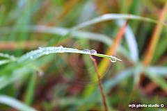 Fotografie - Na kvapkách rosy :-) - 5982945_