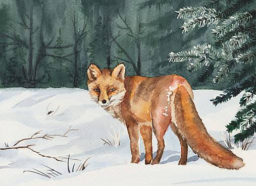 Líška - akvarel