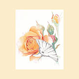Růže Crown Princess Margareta - originál, akvarel a kresba tužkou