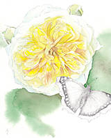Obrazy - Růže Pilgrim - originál, akvarel a kresba tužkou - 6324200_
