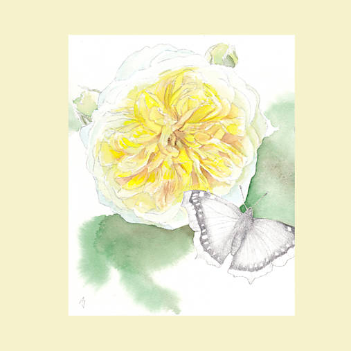 Růže Pilgrim - originál, akvarel a kresba tužkou