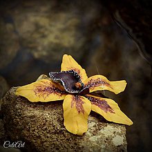 Dekorácie - Orchidea "Vanilla Sky" - sada 3 dekoračných kvetov - 6452553_