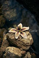 Obrazy - Biela orchidea II. - séria obrazov na plátne - 6505524_