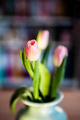 Fotografie - tulipánky... - 6564850_