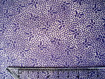 Textil - Lavender Market - malé motýliky - 6858406_