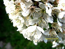 Fotografie - Spring is my love! - 1410466