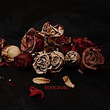 Fotografie - Dead Roses - 1450632