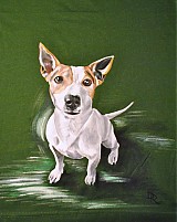  - "Jack Russel"  - Maľované tričko s portrétom psíka - 1976462