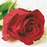 Papier - Servítka červená ruža 4ks (S21) - 2117125