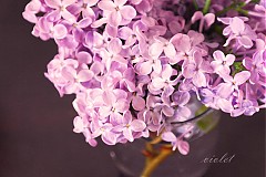 Fotografie - Lilac for her - 2161397